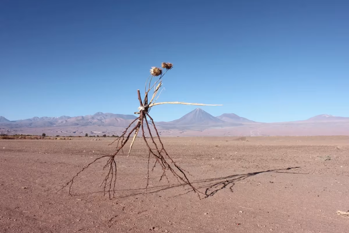 Finding Water (2023), desert plants, fabric and string, dimensions variable. Made in Coyo, Chile.
