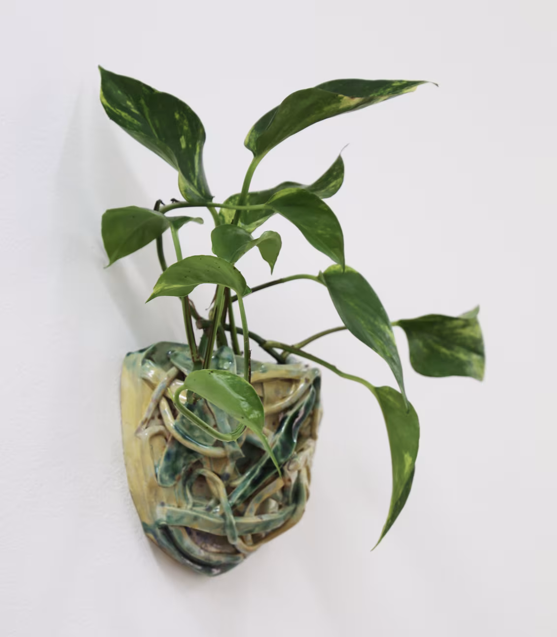 Sotobosque 1. (2025) Stoneware with celadon glaze, plants, water. Dimensions variable. 